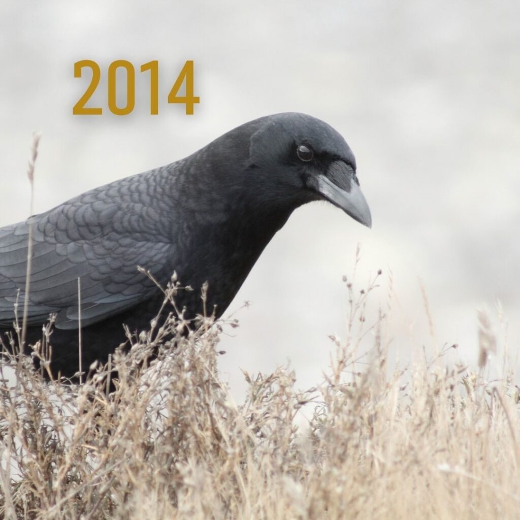 Closeup faded photo of a single crow, with the year 2014 displayed in the top left corner.