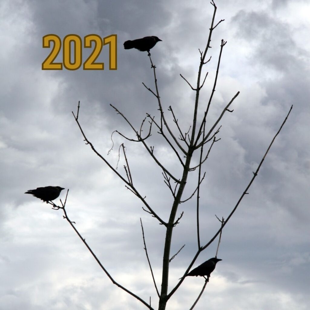 Image of a three crows in the top of a tree against a moody sky, with the year 2021 displayed in the top left corner.